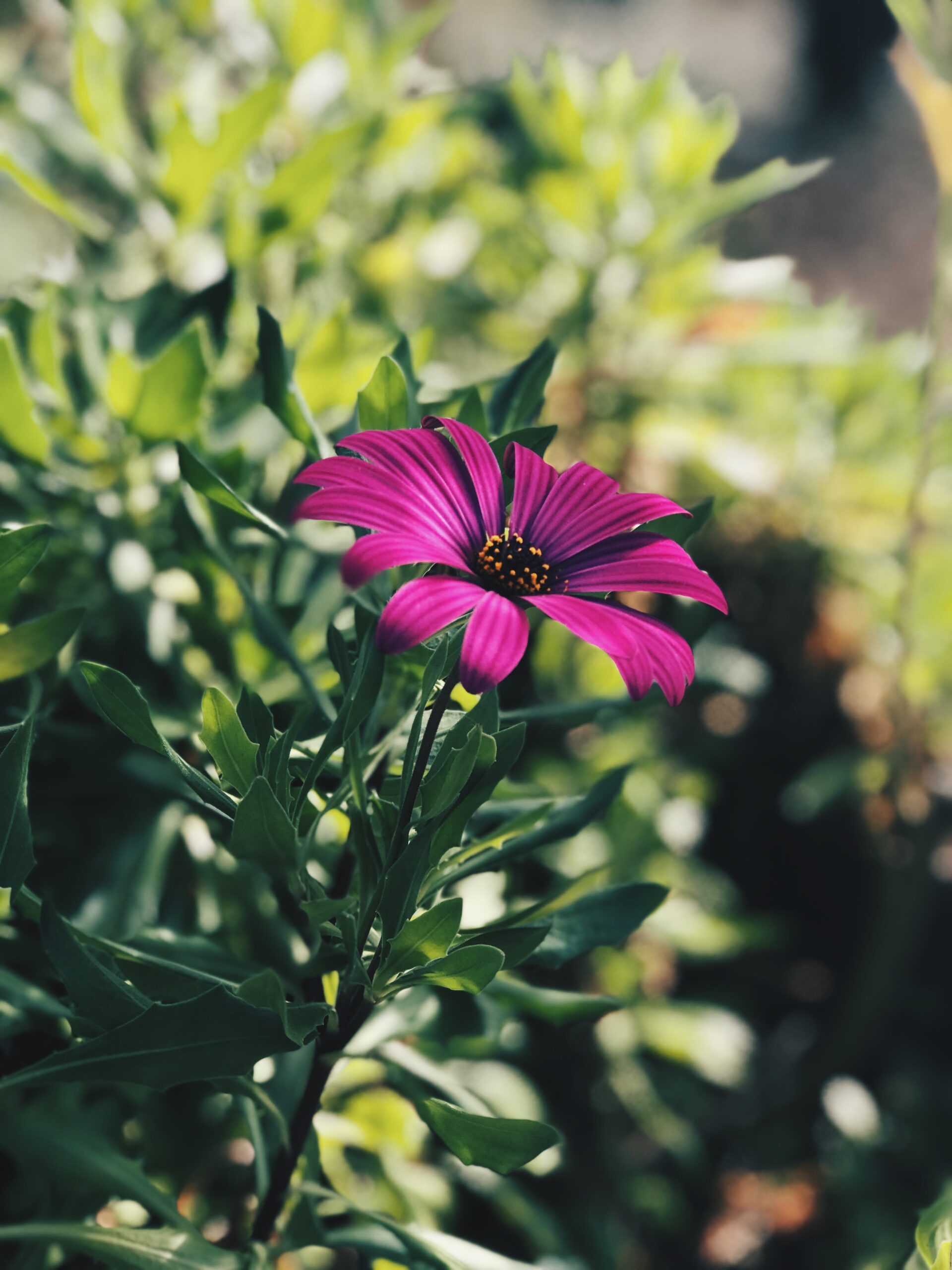 Flower-madeira